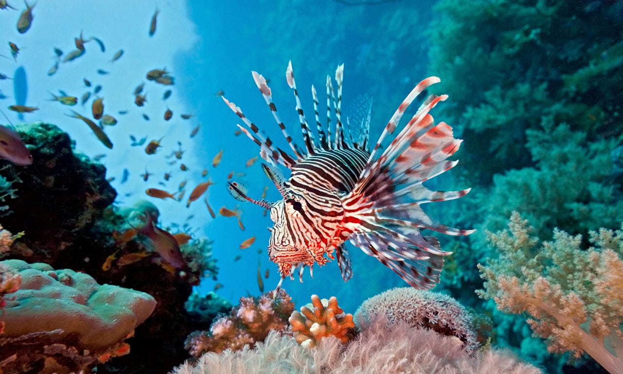 spanskakurs-mexiko-playa-del-carmen