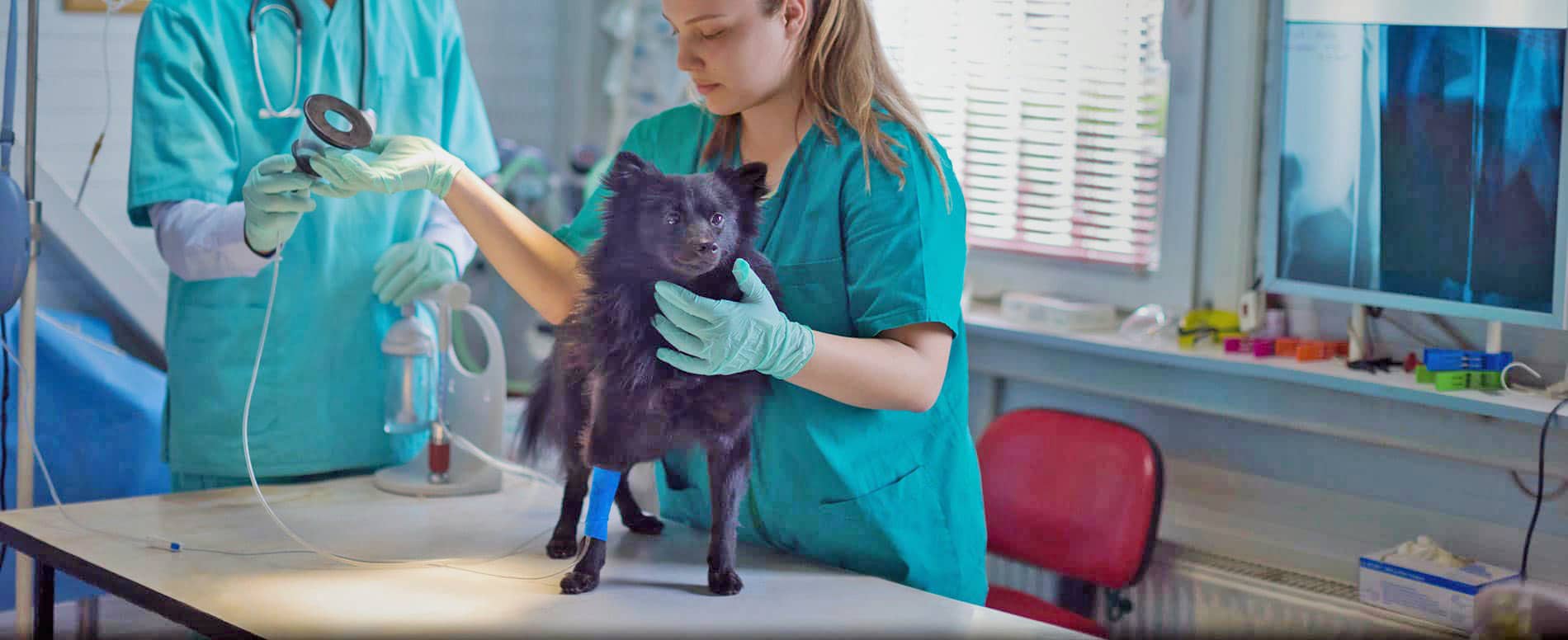 Djursjukskötare Veterinary Nursing