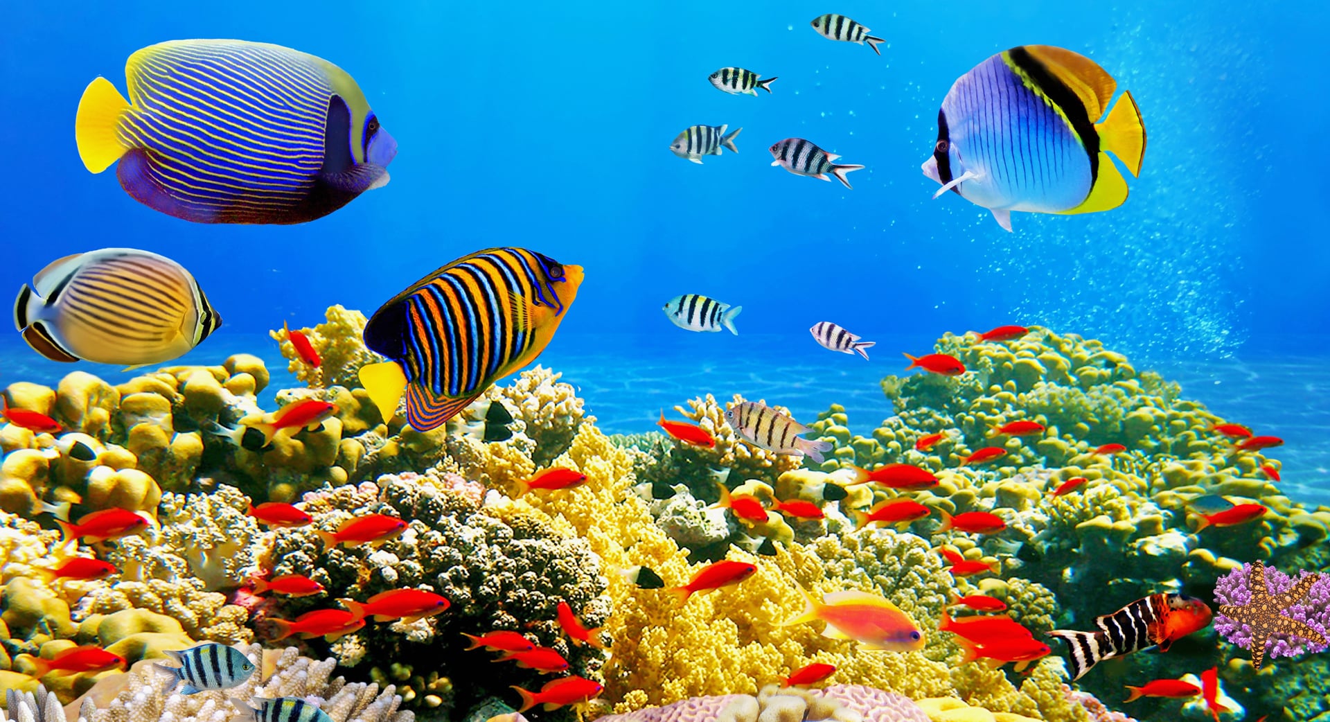 Marinbiologi