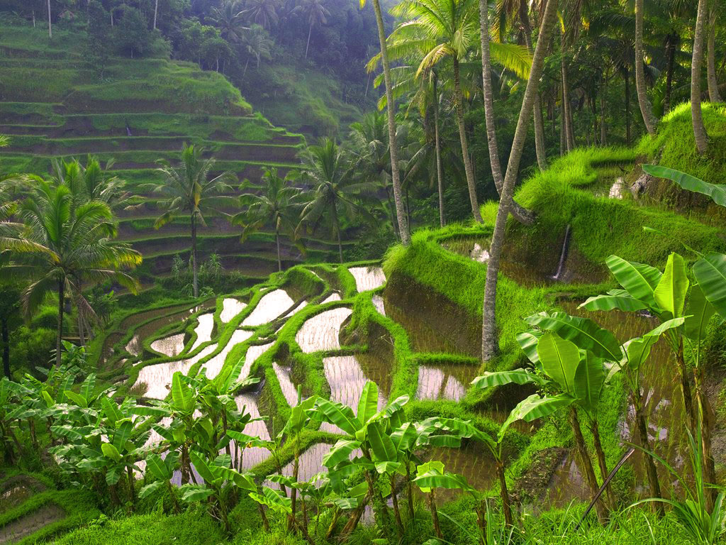 studera-bali-indonesien