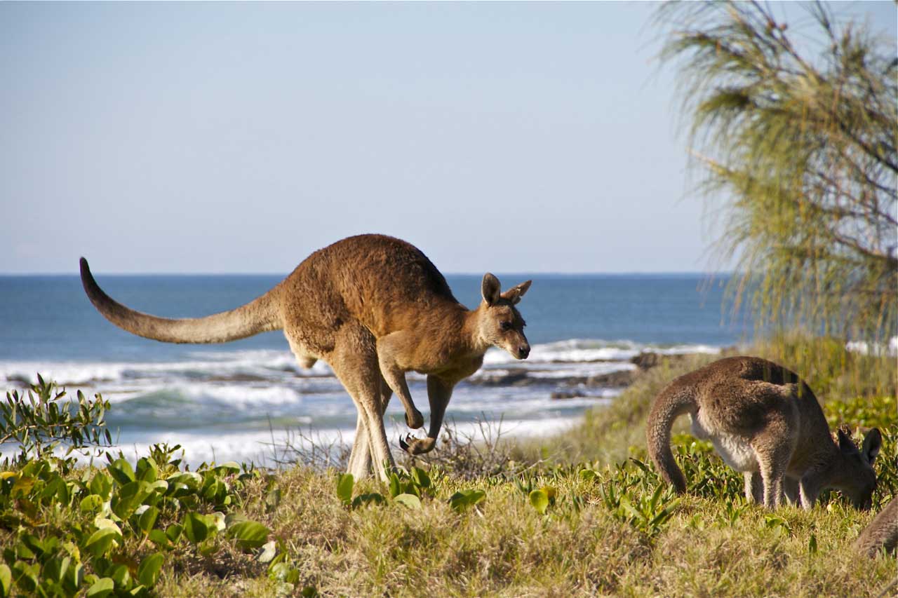 plugga engelska byron bay australien