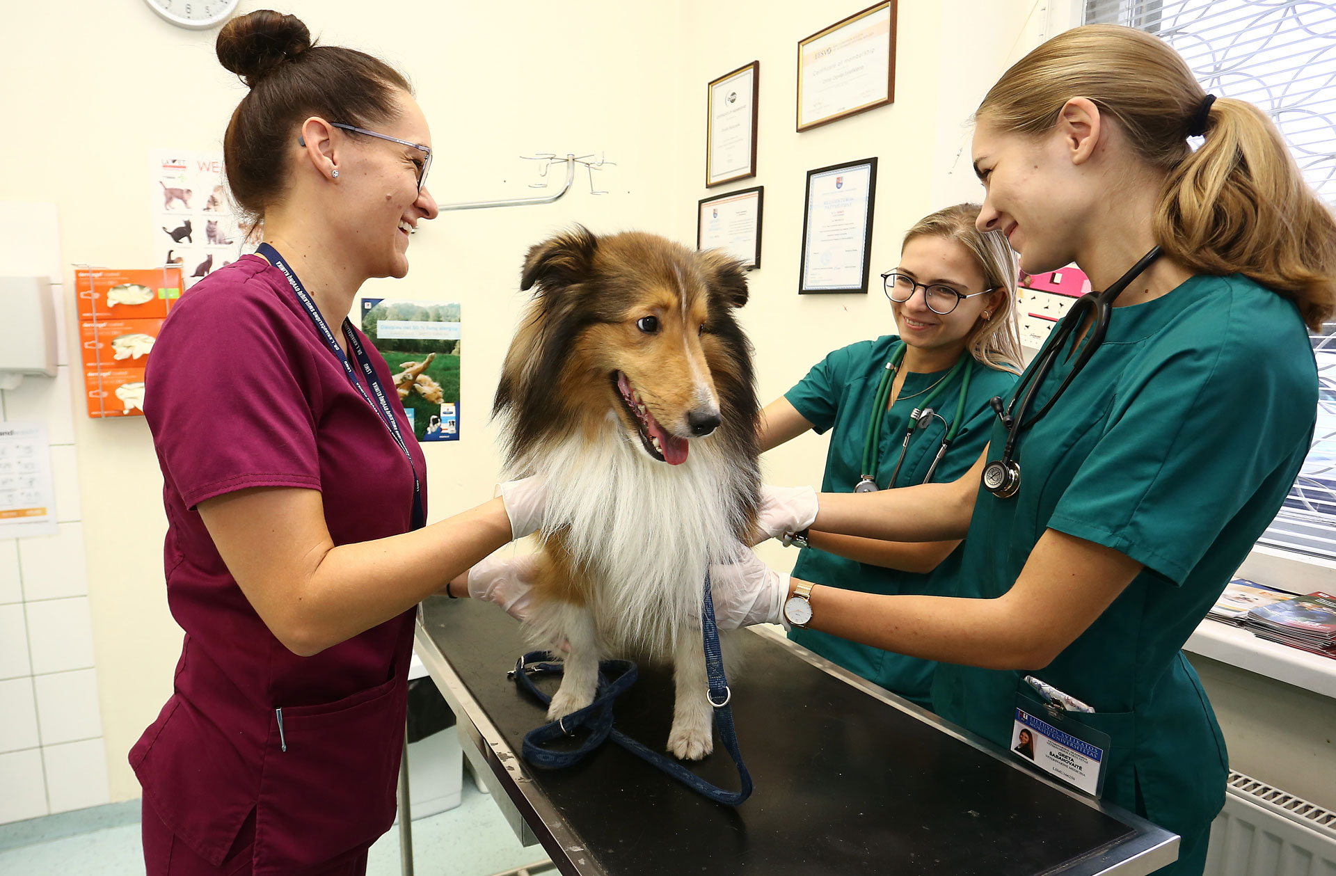 veterinärutbildning