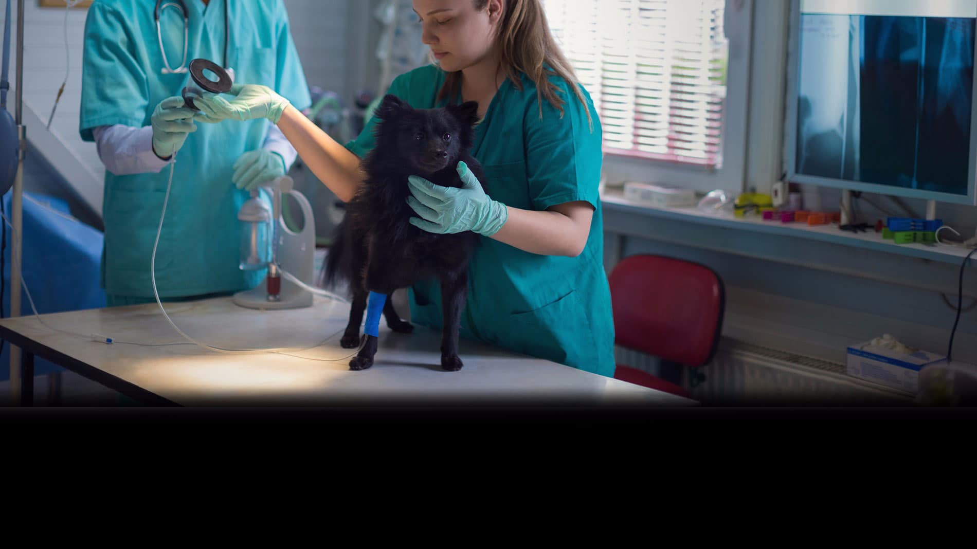 djursjukskötareutbildning